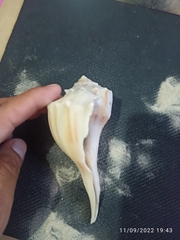 Sinistrofulgur sinistrum