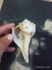 Sinistrofulgur sinistrum