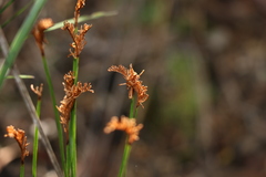 Schizaea bifida