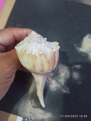 Sinistrofulgur sinistrum