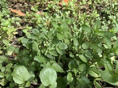 Nasturtium officinale