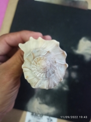 Sinistrofulgur sinistrum