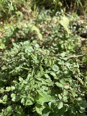 Nasturtium officinale