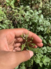 Nasturtium officinale