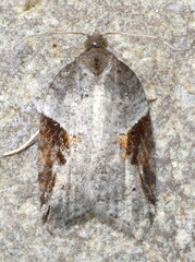 Acleris macdunnoughi