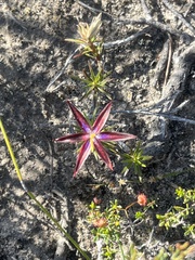 Calectasia