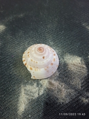 Architectonica nobilis