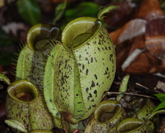 Nepenthes ampullaria