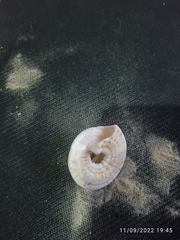 Architectonica nobilis