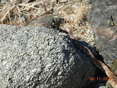 Masticophis flagellum piceus