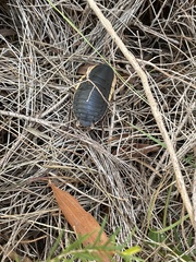 Polyzosteria limbata