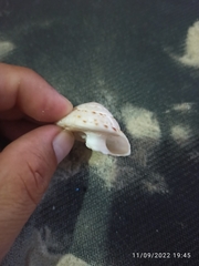 Architectonica nobilis