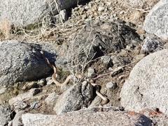 Masticophis flagellum piceus