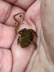 Anaxyrus americanus