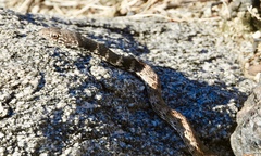 Masticophis flagellum piceus