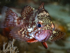 Sebastes miniatus