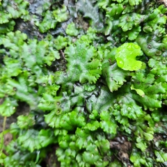 Marchantia polymorpha ruderalis