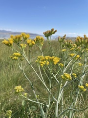 Senecio hydrophilus