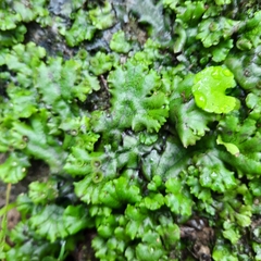 Marchantia polymorpha ruderalis