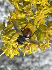 Gymnoclytia
