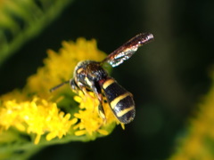 Leucospis affinis