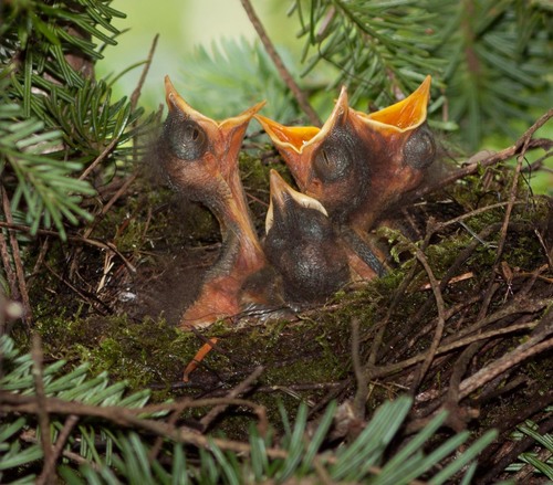 Bicknell's Thrush (Catharus bicknelli), photo 5