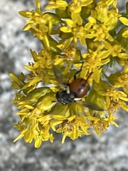 Gymnoclytia