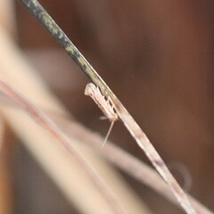 Homoeosoma electella