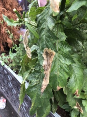 Nemorimyza posticata