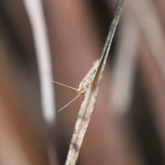 Homoeosoma electella