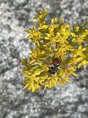 Gymnoclytia