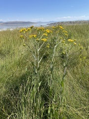 Senecio hydrophilus