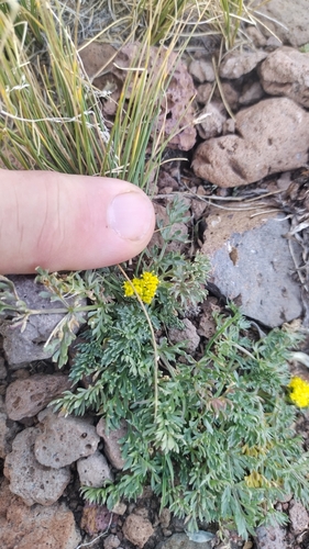 Image of Oreoxis alpina by no rights reserved