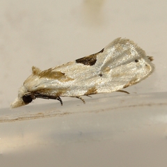 Aethes angustana