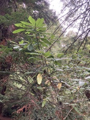 Rhamnaceae