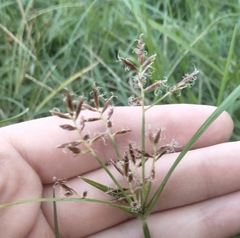 Cyperus rotundus