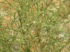 Symphyotrichum subulatum