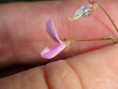 Desmodium paniculatum