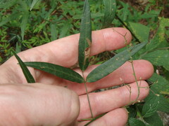 Desmodium paniculatum