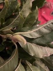 Magnolia
