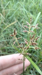Cyperus rotundus