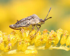 Merocoris