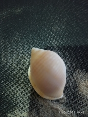 Semicassis granulata