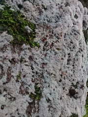 Punctularia atropurpurascens