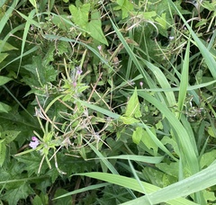 Epilobium tetragonum