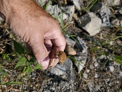 Monarda fistulosa