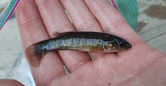 Umbra limi
