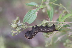 Xylophanes falco