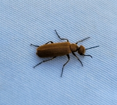 Epicauta callosa