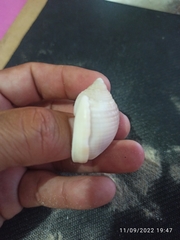 Semicassis granulata